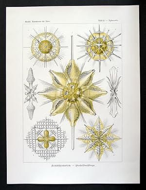 21 - Acanthometra - Stachelstrahlinge - Xiphacantha