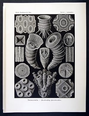 29 - Tetracoralla - Vierstrahlige Sternkorallen - Cyathophyllum