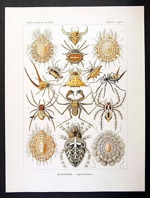 66 - Arachnida - Spinnentiere - Epeira