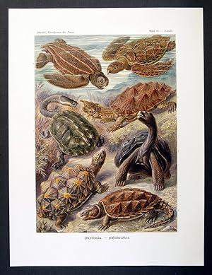 89 - Chelonia - Schildkröten - Testudo