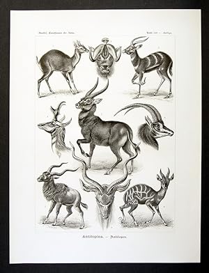 100 - Antilopina - Antilopen - Antilope