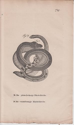 Seller image for Kupferstich aus "Die Naturgeschichte in getreuen Abbildungen derselben Amphibien." - Tafelblatt 70: Die plattschwnzige Blindschleiche; Die wurmfrmige Blindschleiche. for sale by Allguer Online Antiquariat