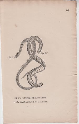 Seller image for Kupferstich aus "Die Naturgeschichte in getreuen Abbildungen derselben Amphibien." - Tafelblatt 69: Die netzartige Blindschleiche; Die kurzbuchige Blindschleiche. for sale by Allguer Online Antiquariat