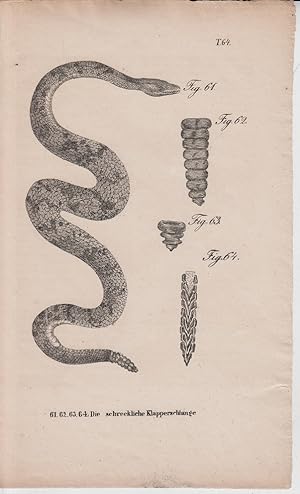 Seller image for Kupferstich aus "Die Naturgeschichte in getreuen Abbildungen derselben Amphibien." - Tafelblatt 64: Die schreckliche Klapperschlange for sale by Allguer Online Antiquariat