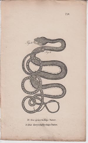 Seller image for Kupferstich aus "Die Naturgeschichte in getreuen Abbildungen derselben Amphibien." - Tafelblatt 59: Die grnrckige Natter; Die dreyeckfleckige Natter. for sale by Allguer Online Antiquariat