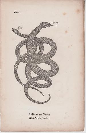 Seller image for Kupferstich aus "Die Naturgeschichte in getreuen Abbildungen derselben Amphibien." - Tafelblatt 55: Die Ketten Natter; Die Schling Natter. for sale by Allguer Online Antiquariat