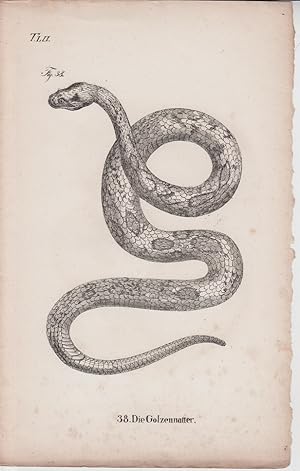 Seller image for Kupferstich aus "Die Naturgeschichte in getreuen Abbildungen derselben Amphibien." - Tafelblatt 52: Die Golzennatter. for sale by Allguer Online Antiquariat