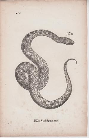 Seller image for Kupferstich aus "Die Naturgeschichte in getreuen Abbildungen derselben Amphibien." - Tafelblatt 51: Die Stachelgrasnatter. for sale by Allguer Online Antiquariat