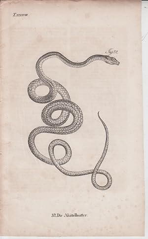 Seller image for Kupferstich aus "Die Naturgeschichte in getreuen Abbildungen derselben Amphibien." - Tafelblatt 48: Die Ahtullnatter. for sale by Allguer Online Antiquariat