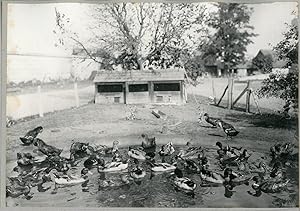 Campagne française, élevage de canards, vers 1910