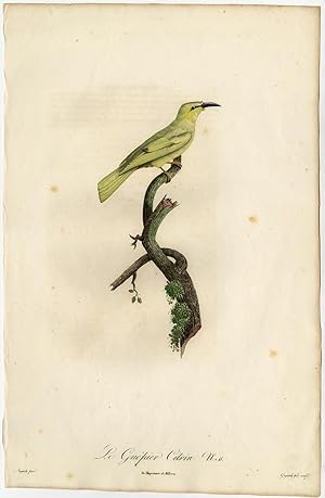 Rare Antique Print-GUEPIER-CITRINE WAGTAIL-Pelletier-Levaillant-Barraband-1801