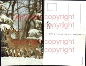 Seller image for 430667,Rehe i. Schnee Winter Jagd Wild for sale by Versandhandel Lehenbauer