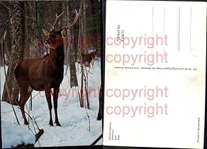 Seller image for 430672,Rothirsch Hirsch Winterwald Jagd Wild for sale by Versandhandel Lehenbauer
