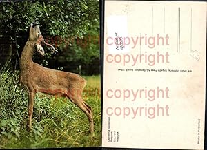 Seller image for 430673,Rehbock Jagd Wild for sale by Versandhandel Lehenbauer