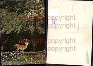 Seller image for 430678,Rothirsch Jagd Wild pub Fotokunst Groh 230319 for sale by Versandhandel Lehenbauer
