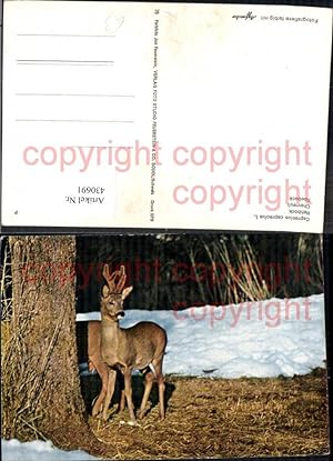 Seller image for 430691,Rehbock Winter Baum Jagd Wild for sale by Versandhandel Lehenbauer