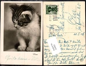 Seller image for 129963,Mieze Ssse AK Katze Cat for sale by Versandhandel Lehenbauer