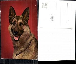 Bild des Verkufers fr 135962,Ssse Hunde Hund Schfer Schferhund zum Verkauf von Versandhandel Lehenbauer