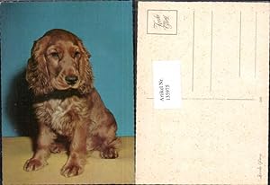 Bild des Verkufers fr 135975,Ssse Hunde Hund Cocker Spaniel zum Verkauf von Versandhandel Lehenbauer
