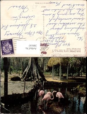 Imagen del vendedor de 389197,Tiere Vgel Vogel Florida Flamingos Silver Springs Indian Village a la venta por Versandhandel Lehenbauer