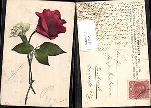 Bild des Verkufers fr 338655,Blumen Rote Rose u. Weie Nelke zum Verkauf von Versandhandel Lehenbauer