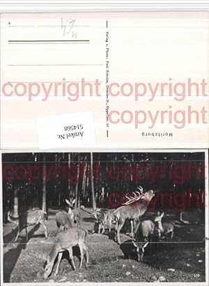 Bild des Verkufers fr 514568,Moritzburg Wald Jagd Hirsch Rehe Tiere zum Verkauf von Versandhandel Lehenbauer