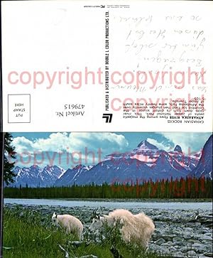 Immagine del venditore per 479615,Athabaska River Canadian Rockies Ziegen venduto da Versandhandel Lehenbauer