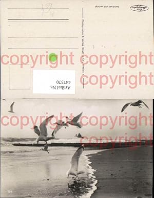 Bild des Verkufers fr 447370,Tiere Vgel Mwen Strand Meer zum Verkauf von Versandhandel Lehenbauer