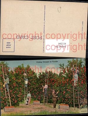 Bild des Verkufers fr 411264,Picking Oranges i. Florida Orangen Ernte Arbeiter a. Leiter Frchte Obst zum Verkauf von Versandhandel Lehenbauer