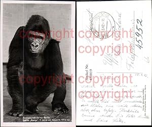 Imagen del vendedor de 430019,Foto Ak Tiere Affe Zoologischer Garten Berlin Gorilla Pongo a la venta por Versandhandel Lehenbauer