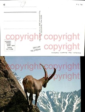 Bild des Verkufers fr 447300,Tier Steinbock Ibex Stambecco Bergkulisse zum Verkauf von Versandhandel Lehenbauer