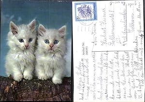 Bild des Verkufers fr 388551,Tiere Katzen Katzenkinder Wei m. Blauen Augen zum Verkauf von Versandhandel Lehenbauer