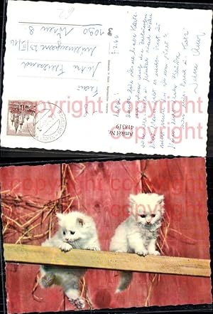 Bild des Verkufers fr 418319,Zwei se Katzen Katzenkinder auf Holzlatte Brett spazierend zum Verkauf von Versandhandel Lehenbauer