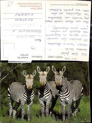 Bild des Verkufers fr 267702,Tiere Zebra Zebras Sdafrika zum Verkauf von Versandhandel Lehenbauer