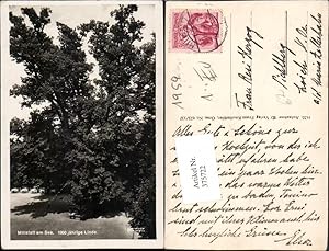 Bild des Verkufers fr 375722,Millstatt am See 1000-jhrige Linde Baum zum Verkauf von Versandhandel Lehenbauer