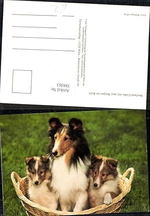 Bild des Verkufers fr 388563,Tiere Hund Hunde Shetland-Collie m. zwei Welpen im Korb zum Verkauf von Versandhandel Lehenbauer