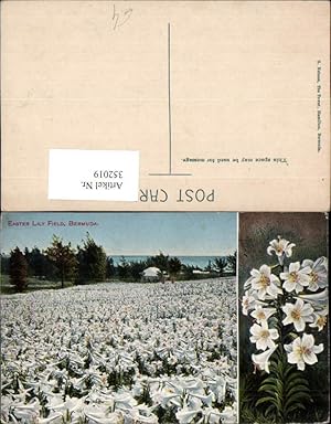 Image du vendeur pour 352019,Bermuda Easter Lily Field Lilienfeld Lilien Blumen Mehrbildkarte mis en vente par Versandhandel Lehenbauer