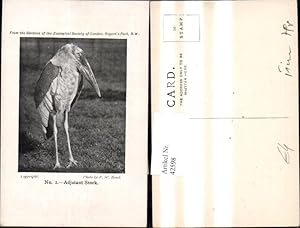 Bild des Verkufers fr 42598,Tiere Storch Strche Adjutant Stork Gardens of Zoological Society of London zum Verkauf von Versandhandel Lehenbauer