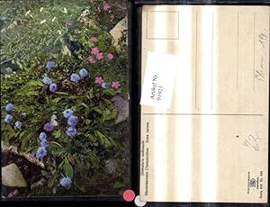 Bild des Verkufers fr 91921,Photochromie Nenke & Ostermaier 519/898 Alpenflora Blumen Steine zum Verkauf von Versandhandel Lehenbauer