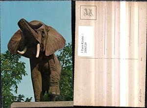 Bild des Verkufers fr 2006729,Elefant zum Verkauf von Versandhandel Lehenbauer