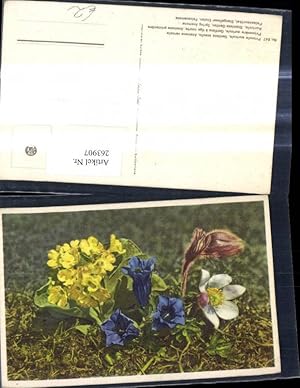 Bild des Verkufers fr 263907,Blumen Alpenflora Felsenaurikel Stengelloser Enzian Pelzanemone zum Verkauf von Versandhandel Lehenbauer