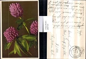 Bild des Verkufers fr 2007725,Trifolium pratense Rotklee Klee zum Verkauf von Versandhandel Lehenbauer