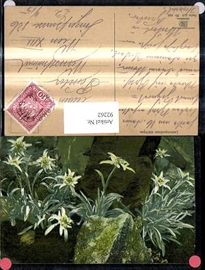 Bild des Verkufers fr 92262,Photochromie Nenke & Ostermaier 519/896 Alpenflora Edelwei Blumen zum Verkauf von Versandhandel Lehenbauer