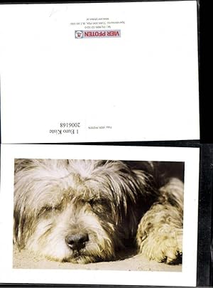 Seller image for 2006168,Vier Pfoten Hund West Highland Terrier for sale by Versandhandel Lehenbauer