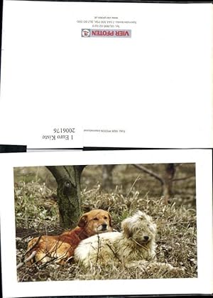 2006176,Vier Poften Hunde Terrier