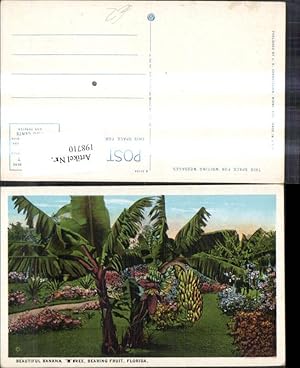 Seller image for 198710,Florida Bearing Fruit Beautiful Banana Tree for sale by Versandhandel Lehenbauer