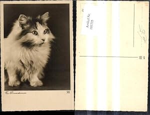 Bild des Verkufers fr 193735,Tier Foto Ak Katze Primadonna zum Verkauf von Versandhandel Lehenbauer