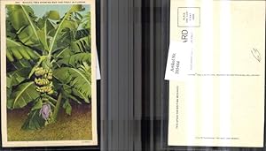 Image du vendeur pour 205444,Banana Tree showing Bud and fruit in Florida Bananenbaum Banane mis en vente par Versandhandel Lehenbauer