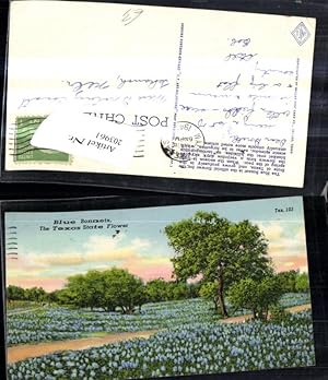 Imagen del vendedor de 203961,Texas Blue Bonnets The Texas State Flower Blumen a la venta por Versandhandel Lehenbauer