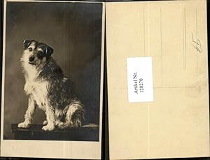 Imagen del vendedor de 128270,FotoAK Hund Dog Terrier Mischling a la venta por Versandhandel Lehenbauer